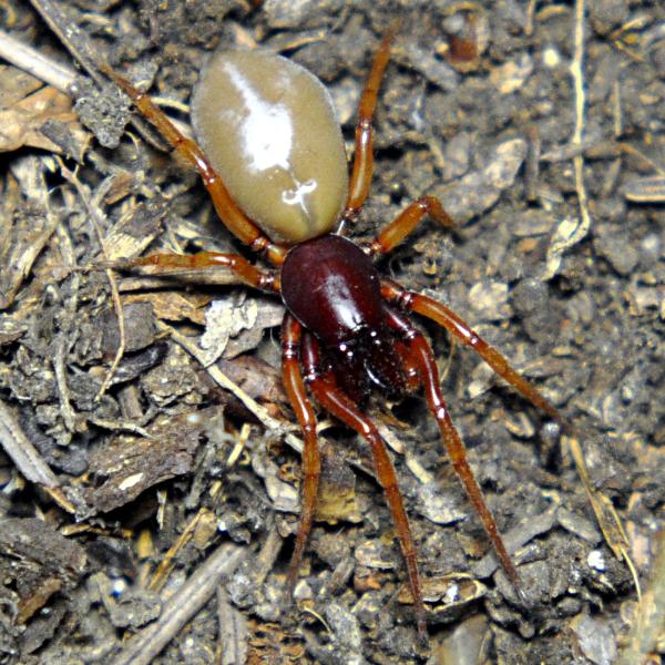 Photo of Dysdera crocata by <a href="http://www.coffinpoint.ca/">Paul Westell</a>